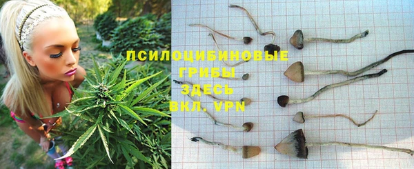 стафф Михайловск